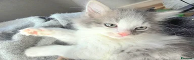 Ragdoll 2