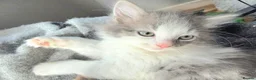 Ragdoll cats for sale: Beautigul anf Fluffy Ragdoll Cross kittens - Advert 15