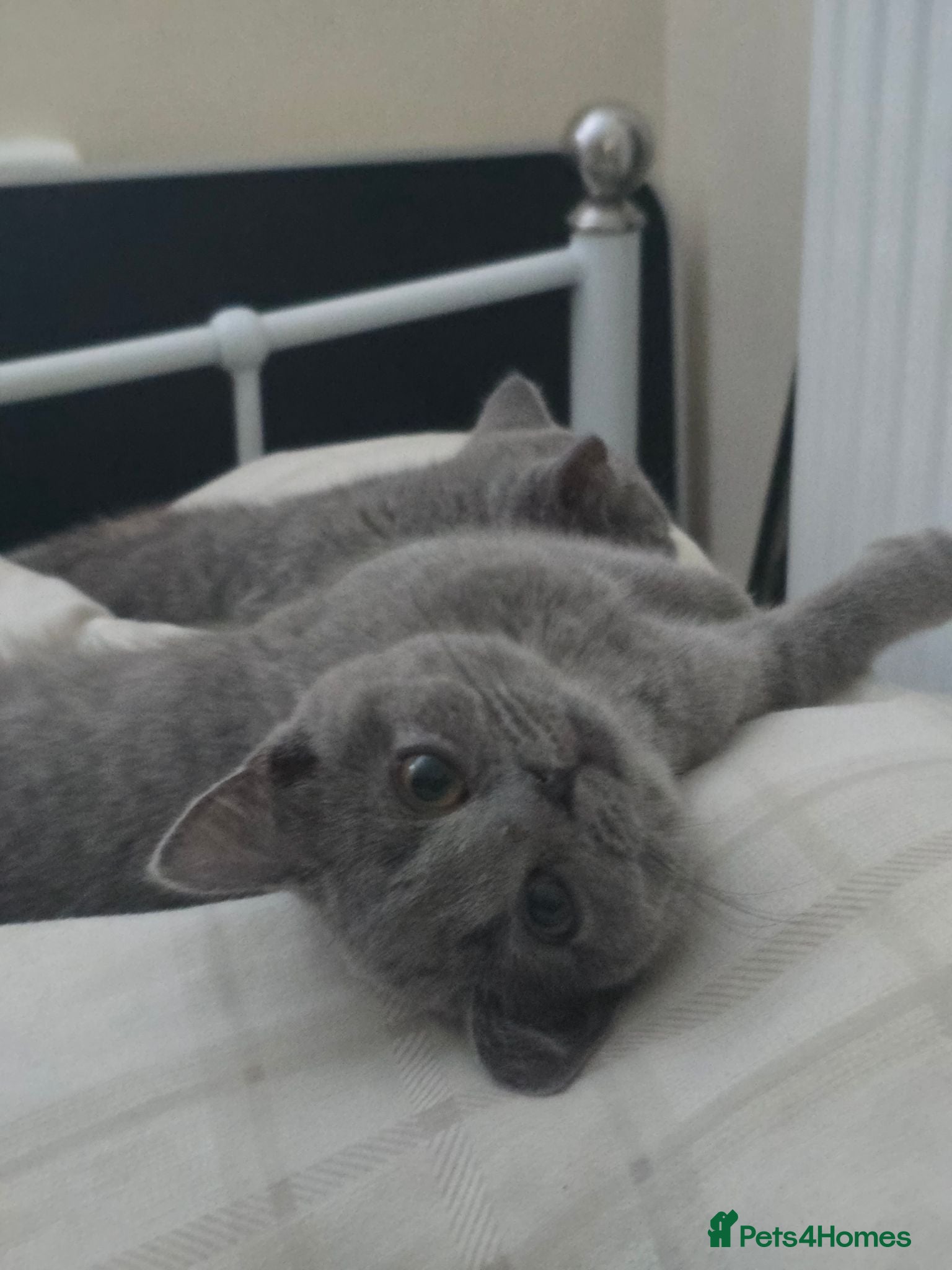 British Shorthair cats British short hair TICA registered. - Advert 1
