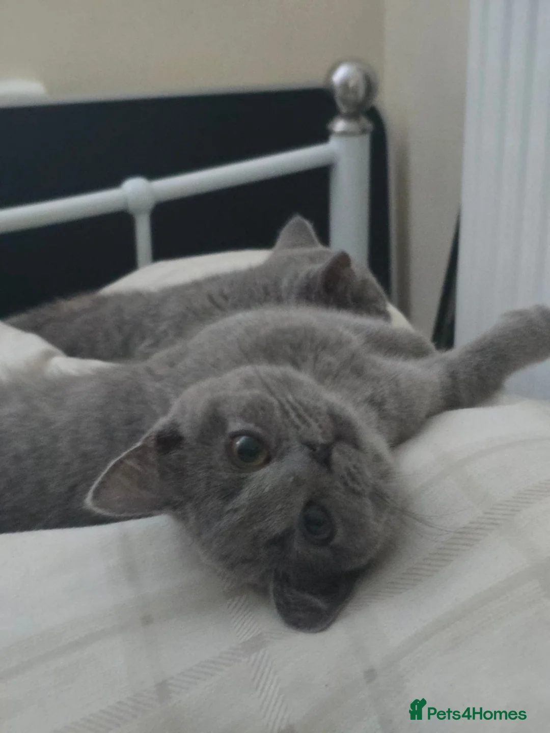British Shorthair cats for sale: British short hair TICA registered. in London - Advert 1