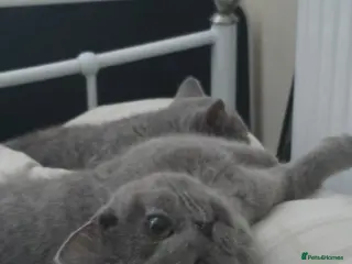 British Shorthair cats British short hair TICA registered. - Advert 2