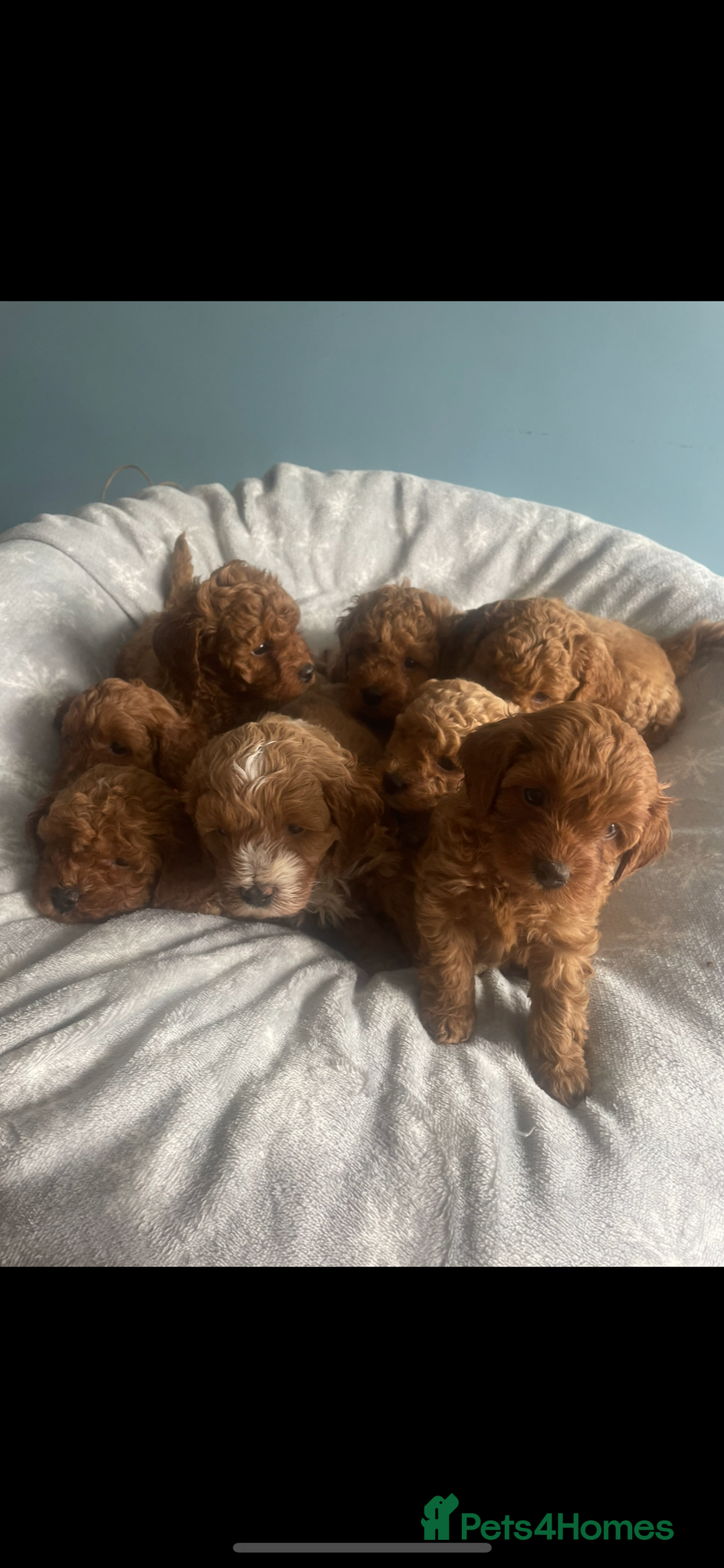 Cavapoo dogs for sale: Stunning F1B Cavapoo puppies  - Image 2