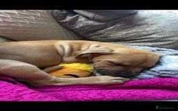 Mixed Breed dogs for sale: American Staff terrier/English Staff terrier - Image 2