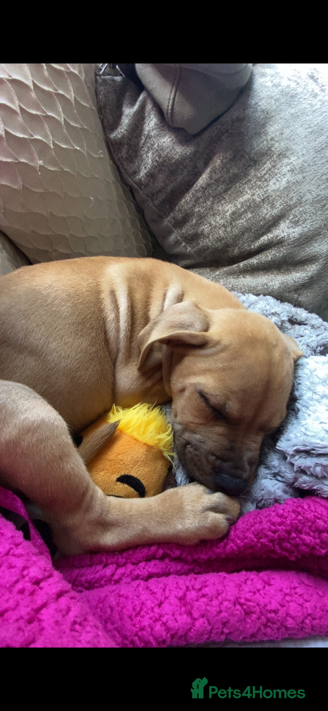 Mixed Breed dogs for sale: American Staff terrier/English Staff terrier - Image 2