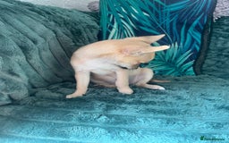 Chihuahua dogs for sale: Stunning chihuahua puppies  - Image 14