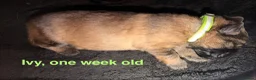 German Shepherd dogs for sale: Female German Shepherd Puppy **available now** - Advert 15