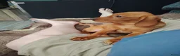 Labrador Retriever dogs for sale: Fox red female ready now - Advert 1