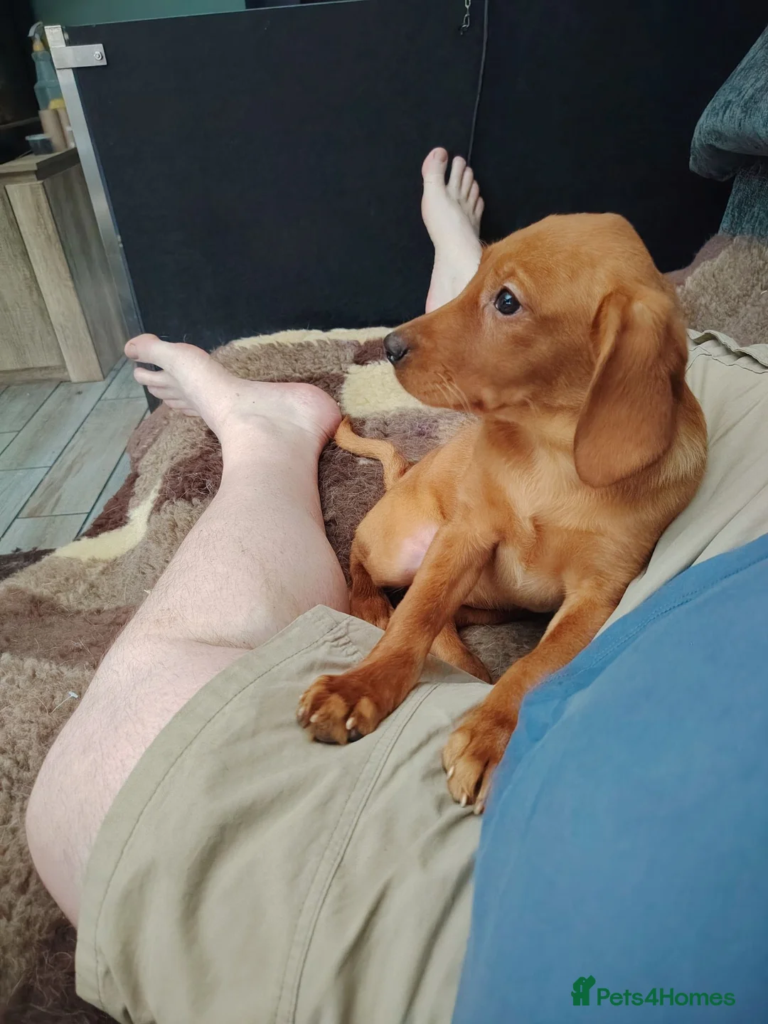 Labrador Retriever dogs for sale: Fox red female ready now - Advert 1