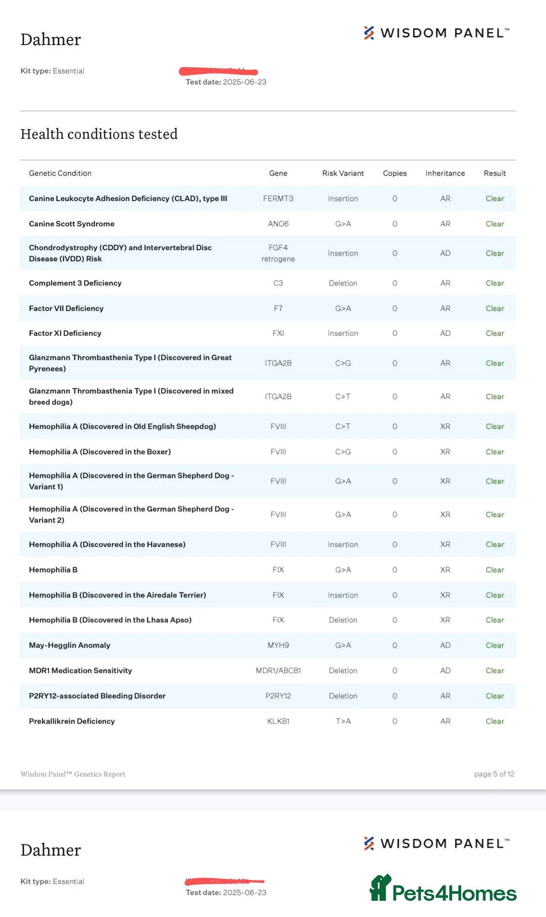English Bulldog dogs for stud: Dahmer for stud - Advert 21
