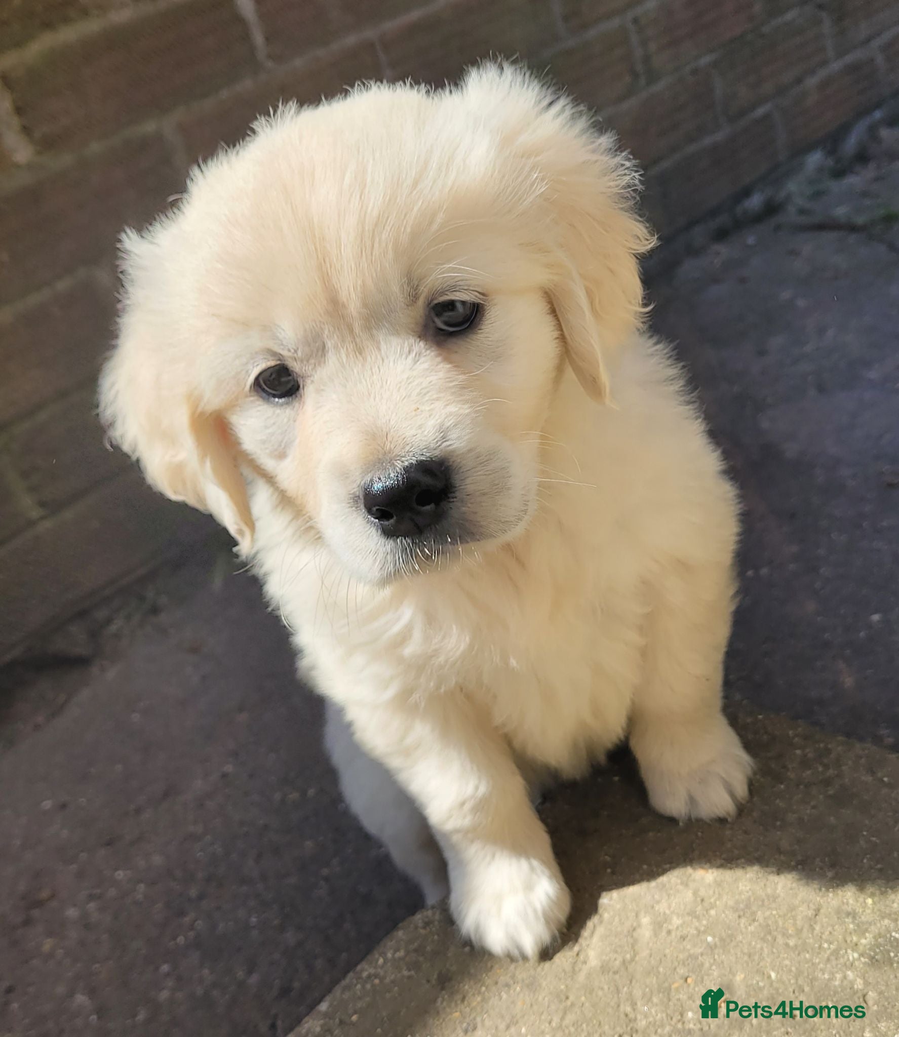 Golden Retriever dogs Beautiful snowy white boy and girl  - Advert 11