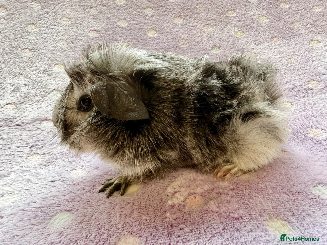 Guinea Pig rodents for sale: Mother and baby  - Advert 2