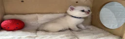 Scottish Fold cats for sale: Four Little Snowflakes with Unreal Blue Eyes  - Advert 13