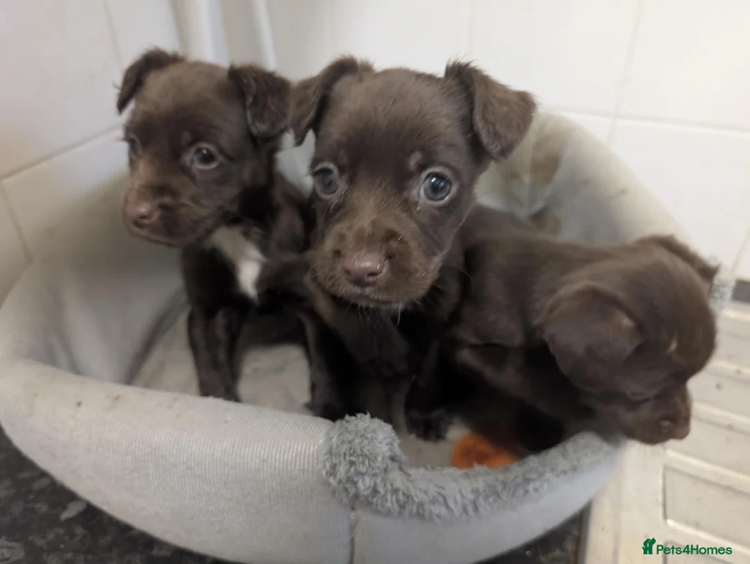 Mixed Breed dogs for sale: Small puppies spaniel x Jack Russell  - Advert 2