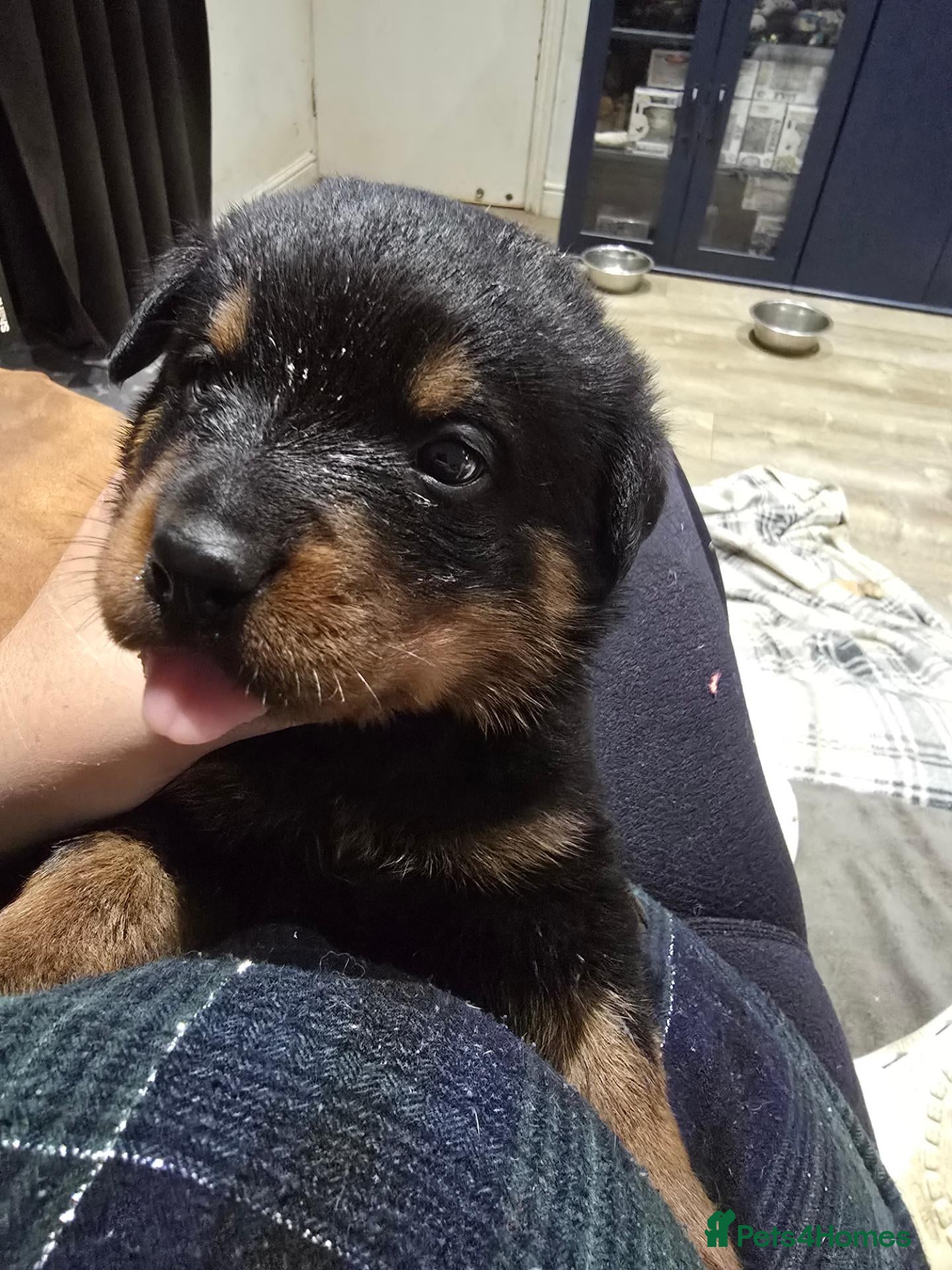 Rottweiler dogs Last boy - Advert 8
