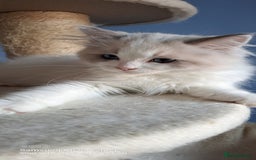 Ragdoll cats for sale: GCCF reg Ragdoll kittens  - Image 5
