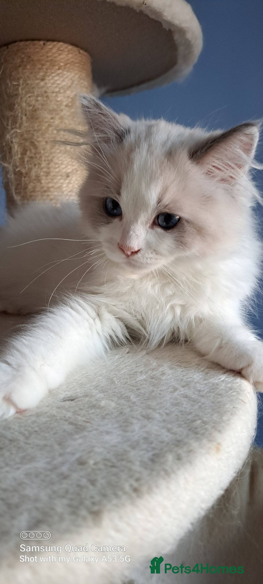 Ragdoll cats for sale: GCCF reg Ragdoll kittens  - Image 5