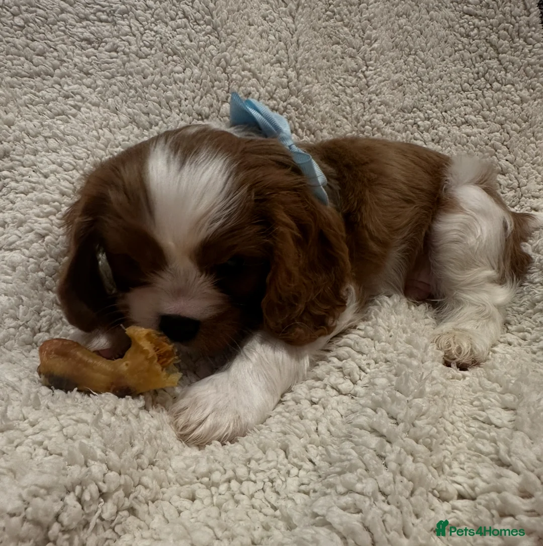 Cavalier King Charles Spaniel dogs for sale: King Charles Cavalier BOY Champion  - Advert 12
