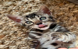Bengal cats for sale: Stunning Glittered Pedigree Bengal Female TICA reg - Image 10