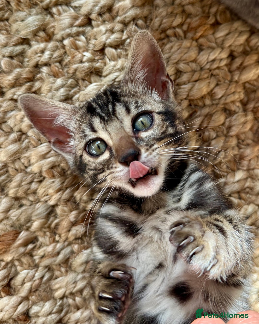Bengal cats for sale: Stunning Glittered Pedigree Bengal Female TICA reg - Image 10