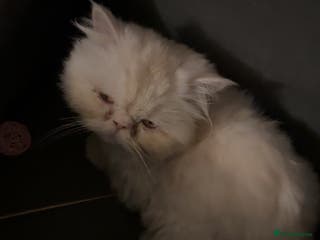 Persian cats Persian - Advert 14