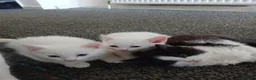 Mixed Breed cats for sale: kittens to good home  - Advert 4