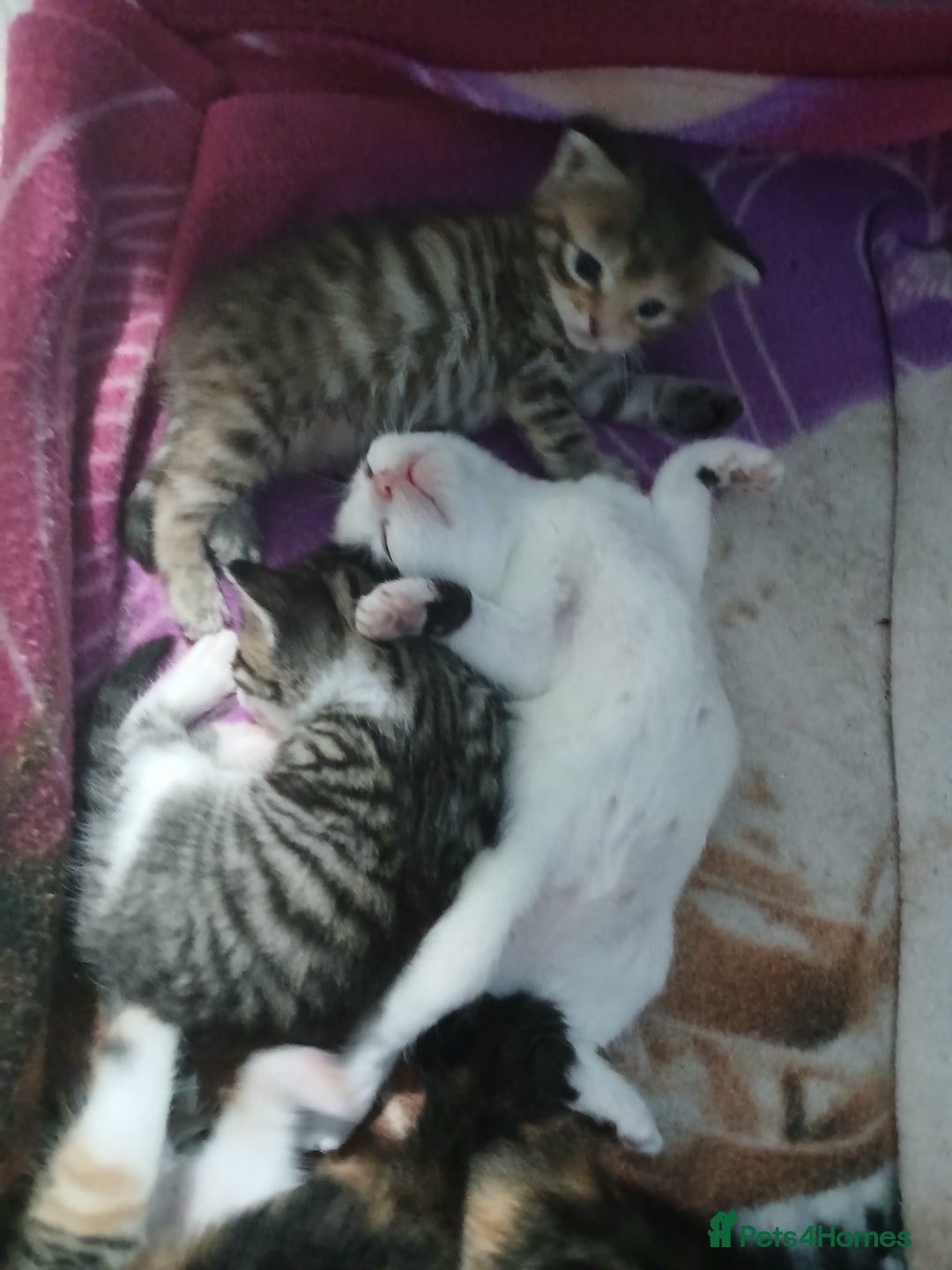 Mixed Breed cats for sale: 6 beautiful kittens - Image 18