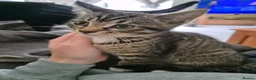 British Shorthair cats for sale: Tabbies kittens  in Newmarket - Advert 5
