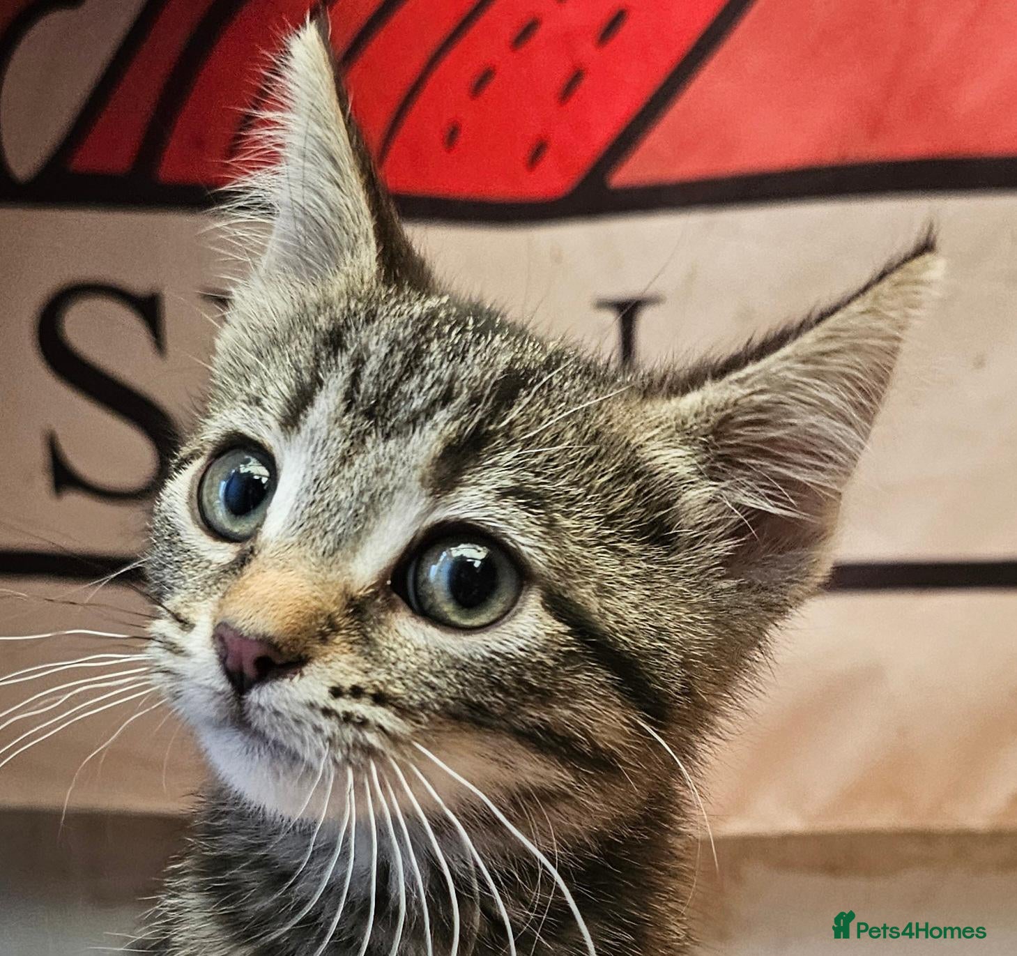 Mixed Breed cats for sale: KITTENS FOR SALE READY TO LEAVE NOW - Advert 10