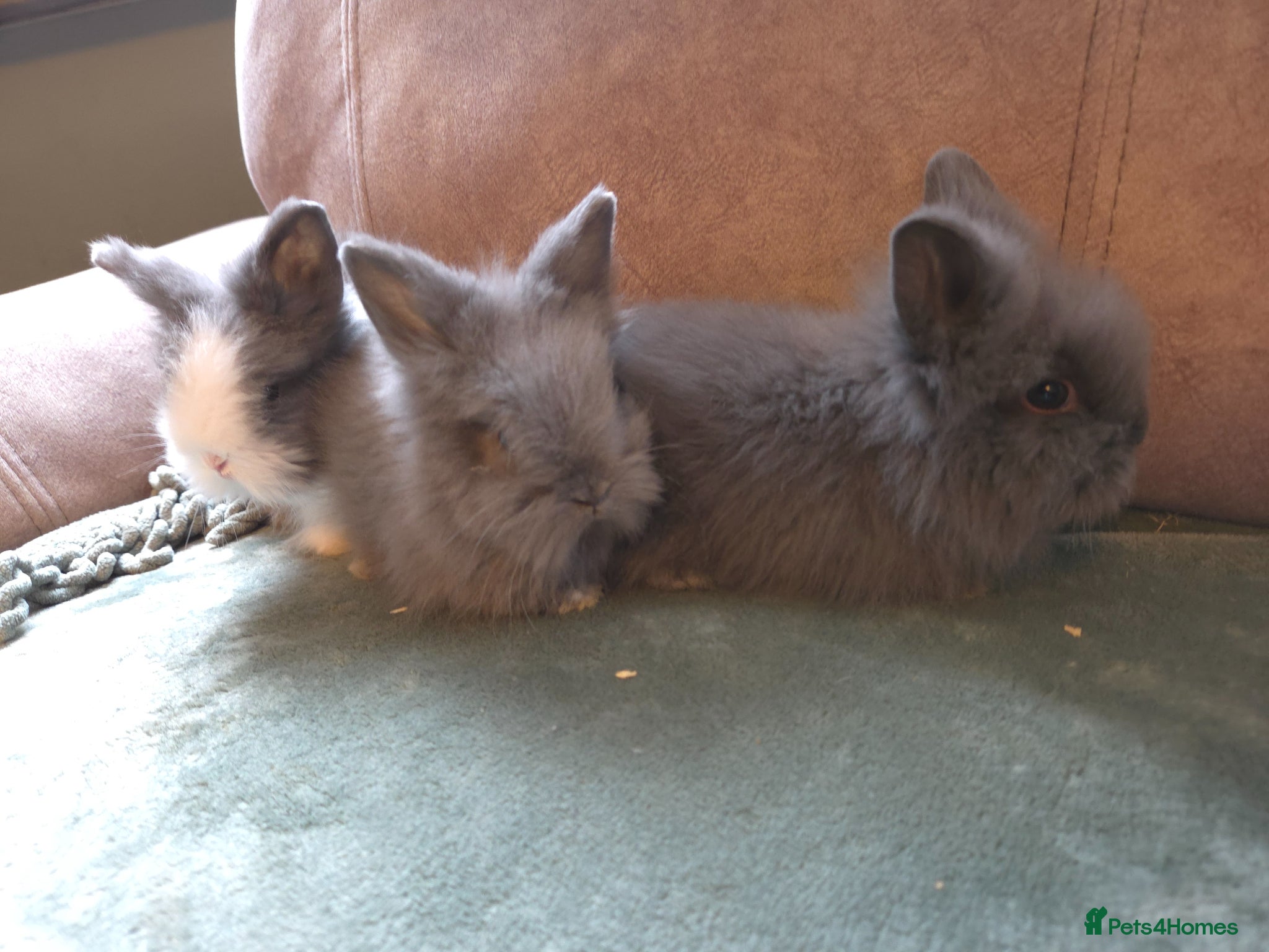 Lionhead rabbits Smokey Blue Grey double main lionhead  - Advert 2