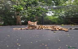 Bengal cats for stud: Bengal cat for stud, Fabio. in Peterborough - Image 26