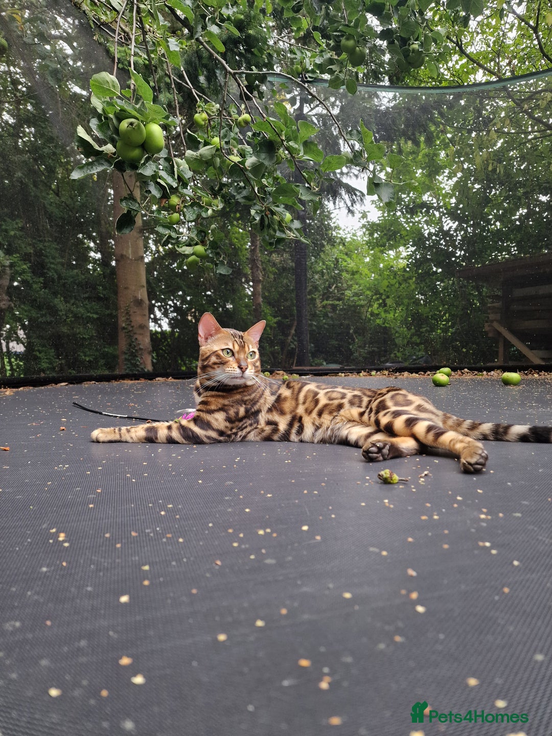 Bengal cats for stud: Bengal cat for stud, Fabio. in Peterborough - Image 26