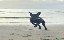 Labrador Retriever dogs for sale: 7 month black lab pup looking for forever home - Advert 2