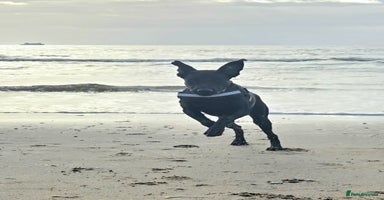 Labrador Retriever dogs 7 month black lab pup looking for forever home - Advert 3