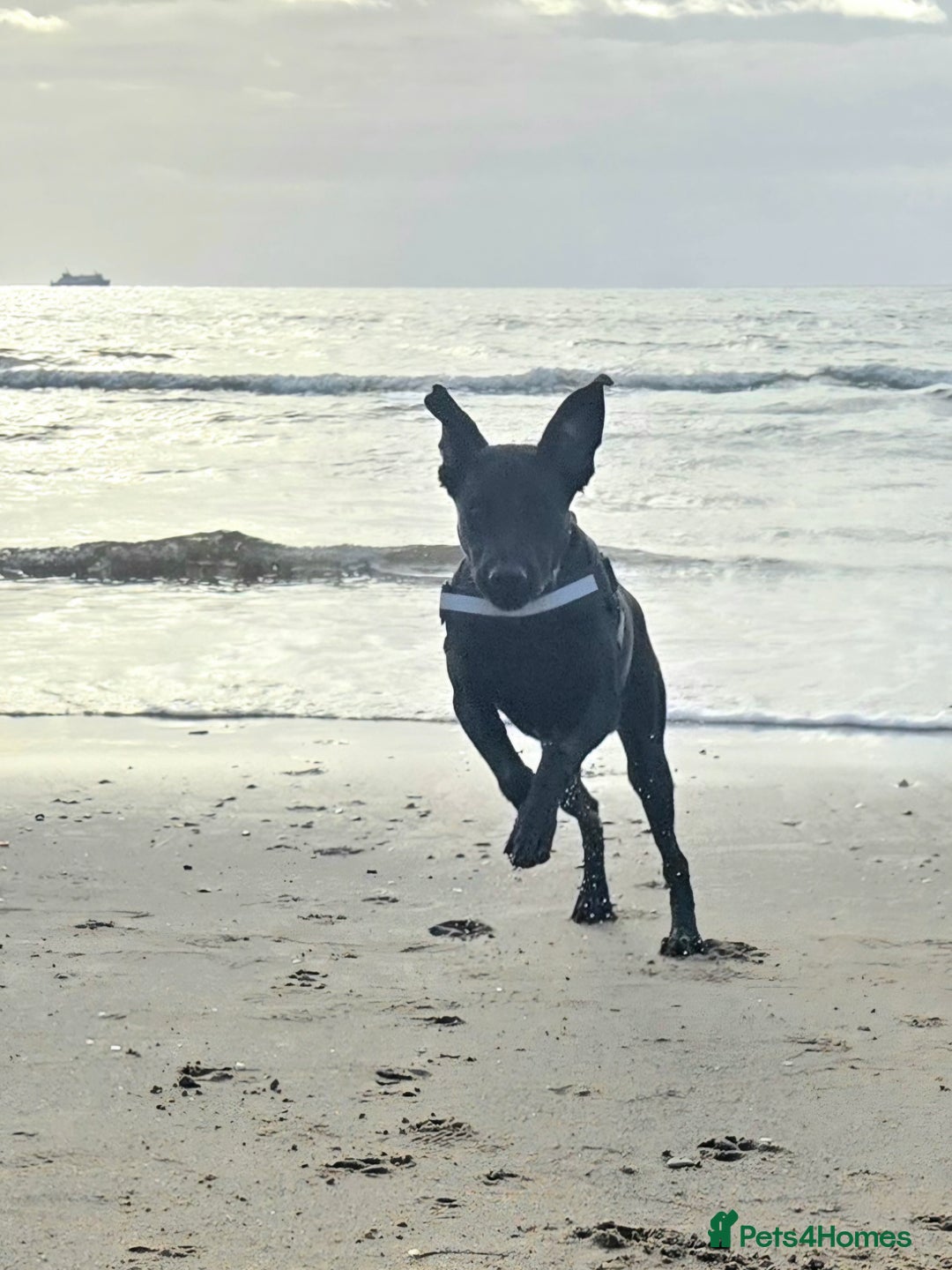 Labrador Retriever dogs for sale: 7 month black lab pup looking for forever home - Advert 2