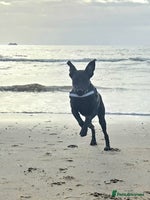 Labrador Retriever dogs 7 month black lab pup looking for forever home - Advert 3