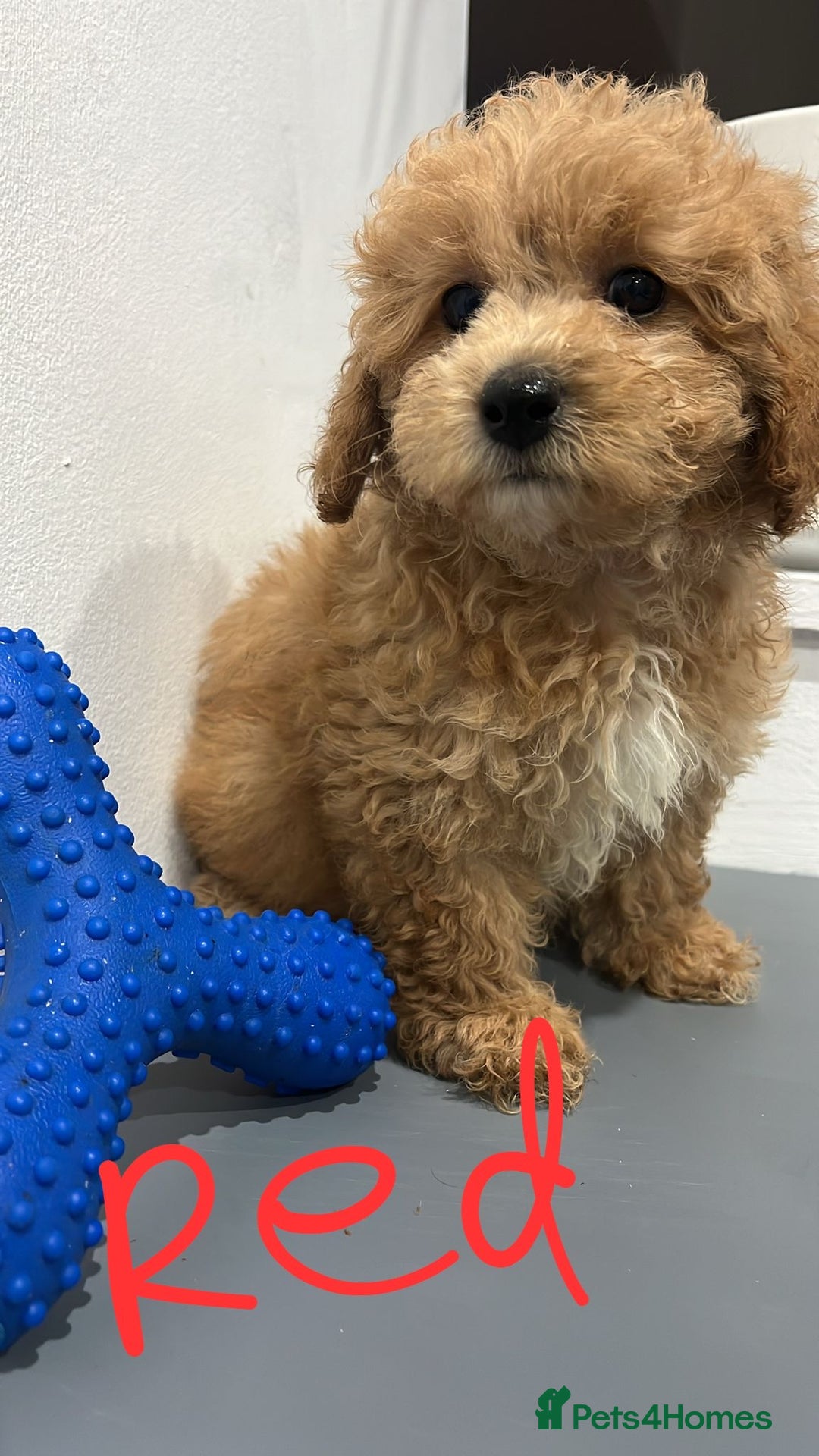 Coton De Tulear dogs for sale: Cotonoodle - Image 9