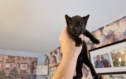 British Shorthair cats for sale: 4 Beautiful Black Kittens  - Image 17