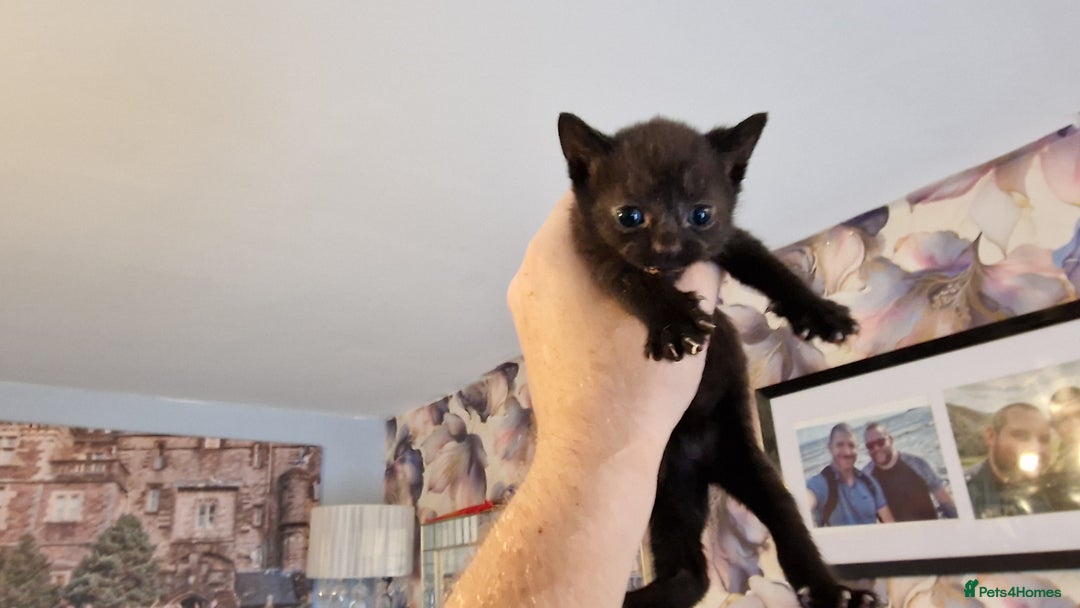 British Shorthair cats for sale: 4 Beautiful Black Kittens  - Image 17