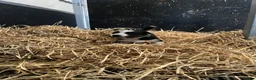 Border Collie dogs for sale: Border collie puppies in Inverurie - Advert 7