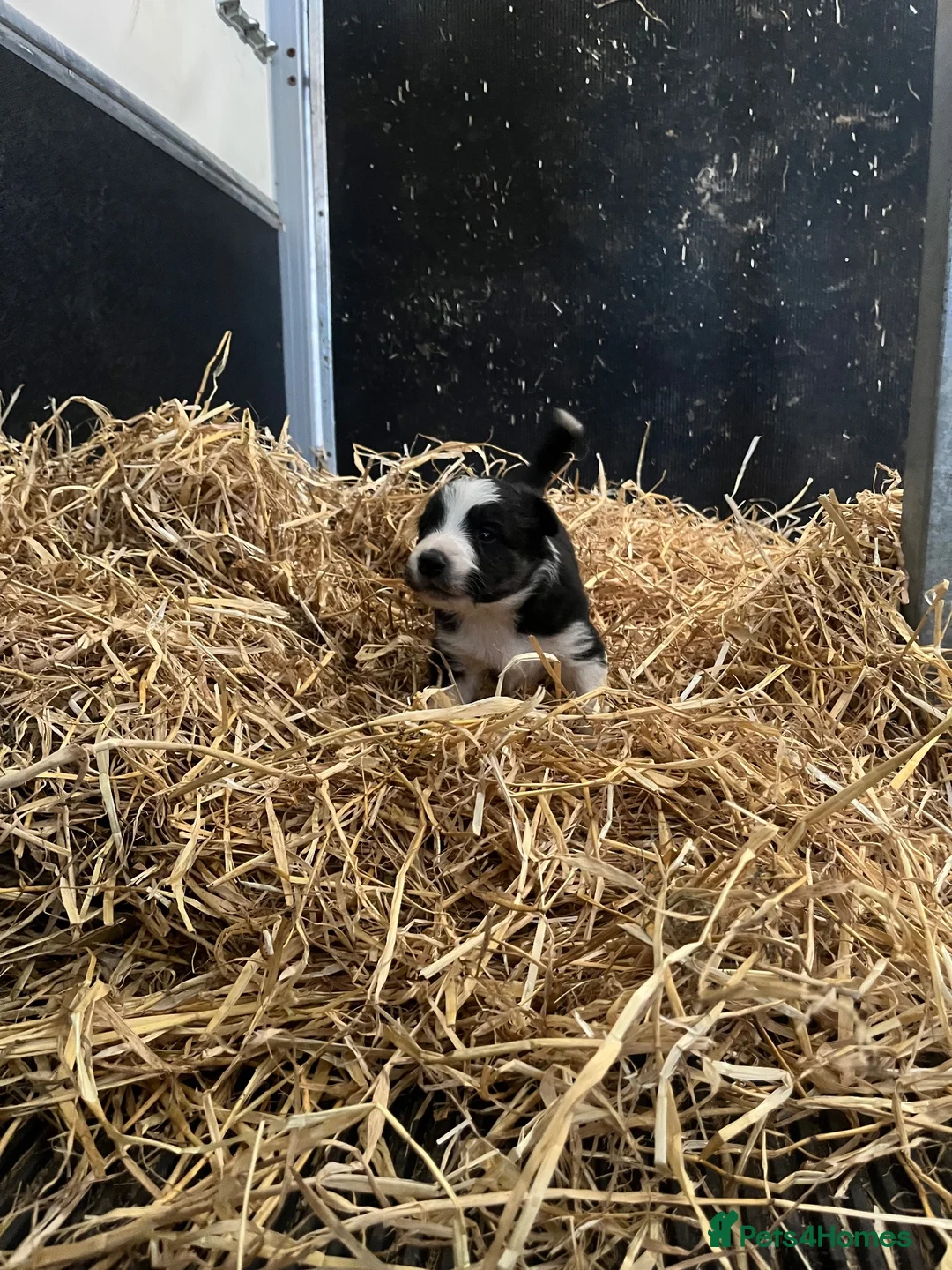 Border Collie dogs for sale: Border collie puppies in Inverurie - Advert 7