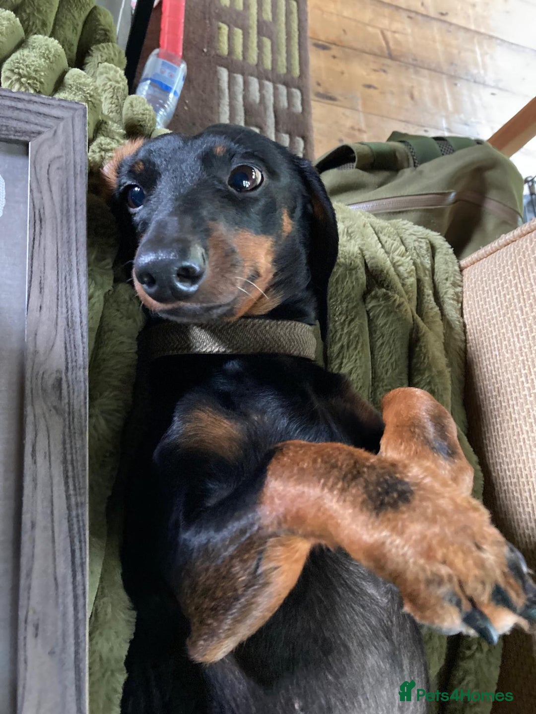 Dachshund dogs for sale: Luna the Dachshund for rehoming - Advert 3