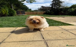 Chow Chow dogs for sale: Beautiful Male Chow Chow Puppy - Image 4