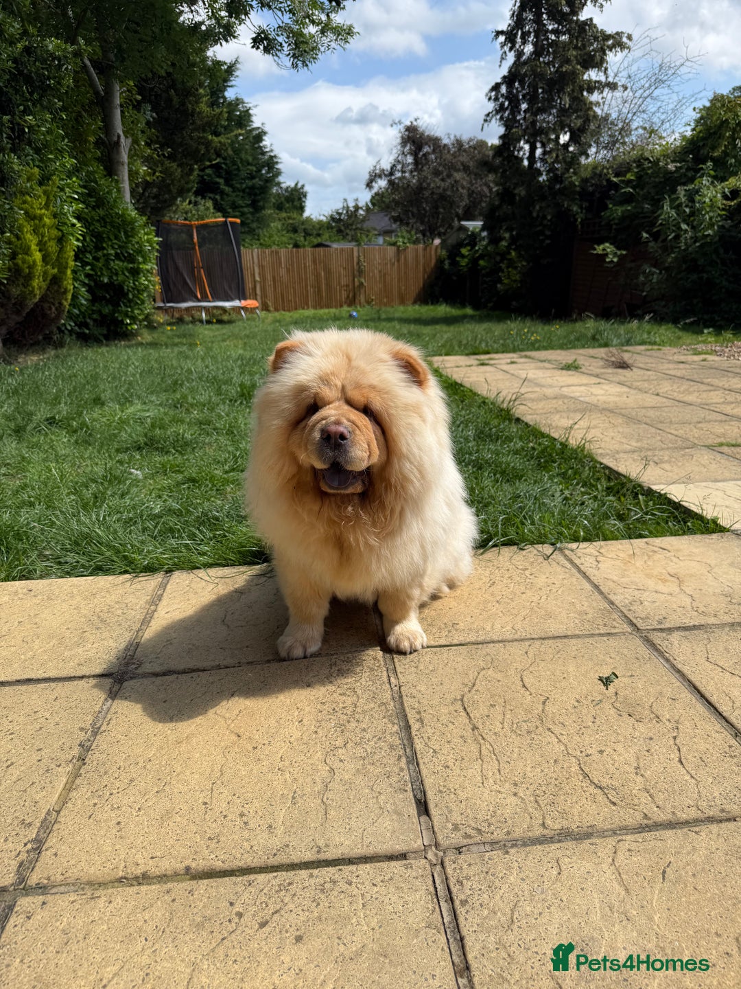 Chow Chow dogs for sale: Beautiful Male Chow Chow Puppy - Image 4