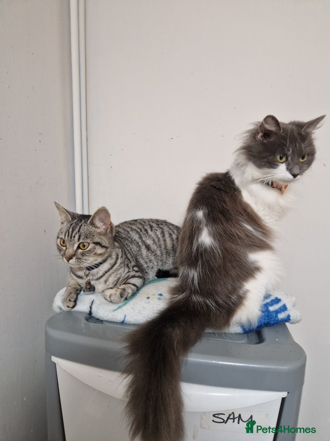 Mixed Breed cats for sale: 2 cats  - Advert 1