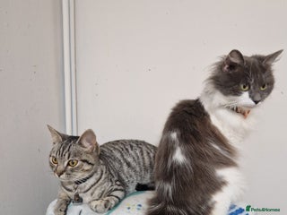 Mixed Breed cats 2 cats - Advert 7