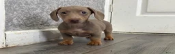 Miniature Dachshund dogs for sale: 💙Carry fluffy Isabella Mini Dachshund Puppies🐶❤️ - Advert 18