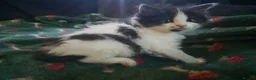 Mixed Breed cats for sale: 3 beautiful kittens - Advert 3