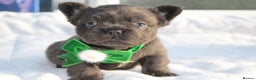 French Bulldog dogs for sale: Fluffy frenchie ready to leave  - Advert 23