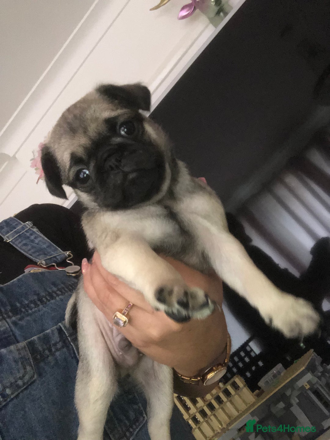 Pug dogs for sale: Rare apricot fawn female pug puppy ready now  - Advert 12