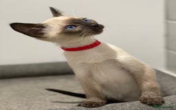 Siamese cats for sale: GCCF Registered Traditional Siamese Kittens  - Image 33